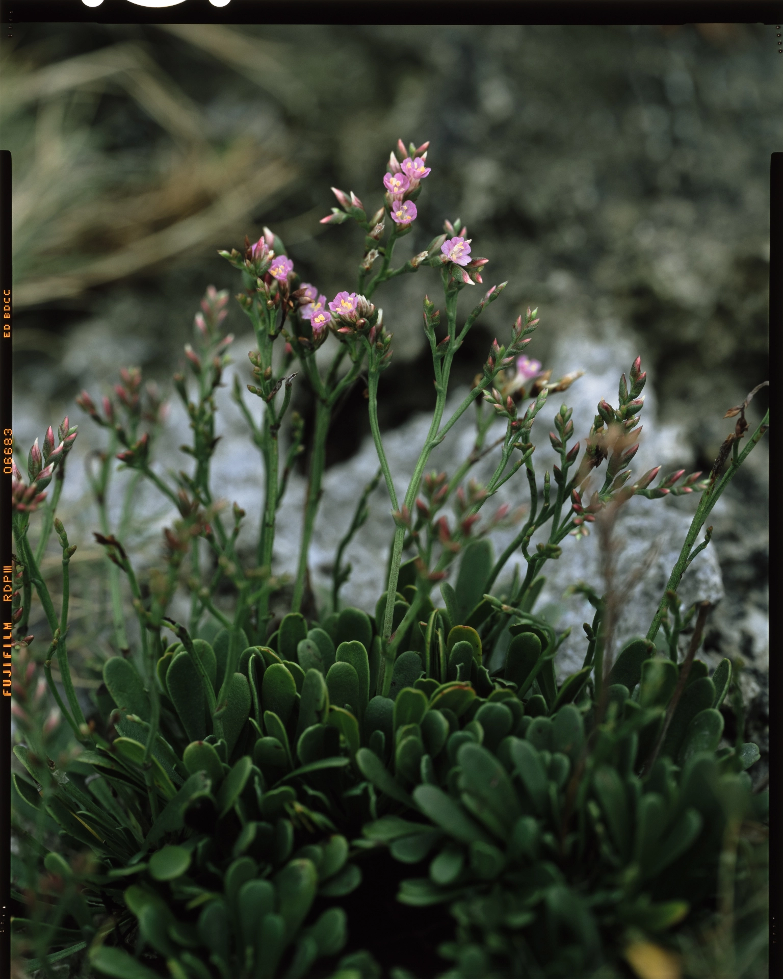 Limonium wrightii